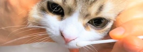 いぬねこ生活 犬と猫のおすすめグッズ紹介