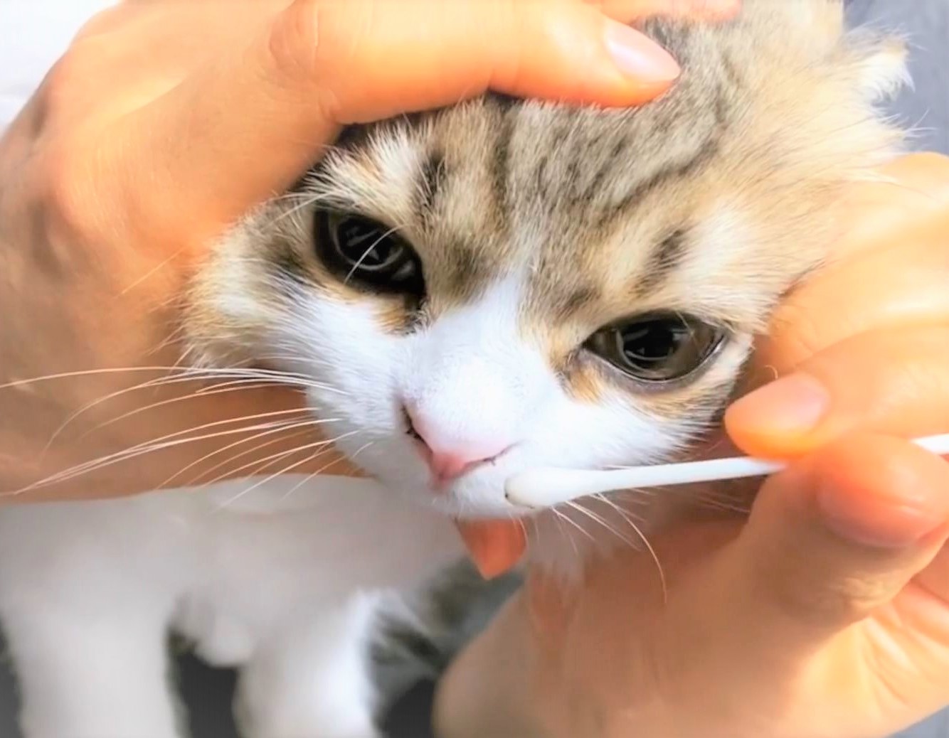 猫の鼻掃除 綿棒で綺麗にとる方法 おすすめの綿棒は Achalou Blog